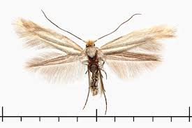 Attēlu rezultāti vaicājumam “Bucculatrix rhamniella”