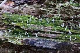 Attēlu rezultāti vaicājumam “Multiclavula mucida”