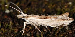 Attēlu rezultāti vaicājumam “Ypsolopha scabrella”