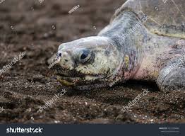 Image result for Lepidochelys olivacea