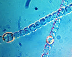 Attēlu rezultāti vaicājumam “Nostoc commune macro”