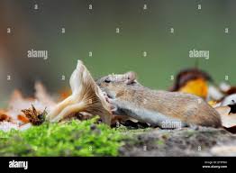 Attēlu rezultāti vaicājumam “Apodemus agrarius”