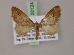 Attēlu rezultāti vaicājumam “Eupithecia sinuosaria”