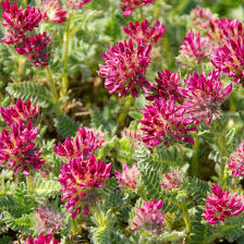 Attēlu rezultāti vaicājumam “Anthyllis vulneraria”