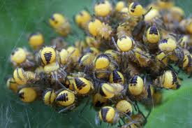 Attēlu rezultāti vaicājumam “Araneus diadematus”