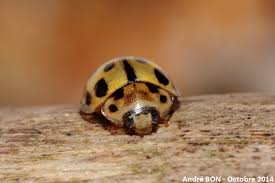 Attēlu rezultāti vaicājumam “Propylea quatuordecimpunctata”