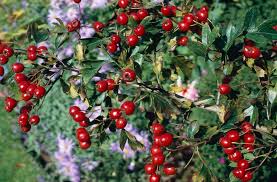 Attēlu rezultāti vaicājumam “Crataegus monogyna”