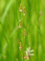 Attēlu rezultāti vaicājumam “Juncaginaceae”