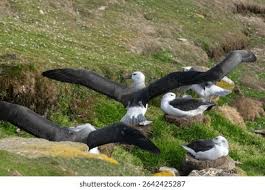 Image result for Thalassarche melanophris