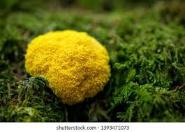 Attēlu rezultāti vaicājumam “Fuligo septica var. septica macro”