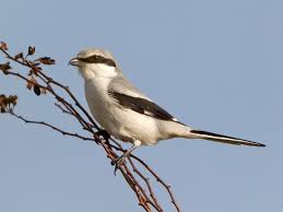 Attēlu rezultāti vaicājumam “Lanius excubitor adult”