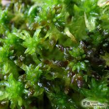 Attēlu rezultāti vaicājumam “Sphagnum inundatum”