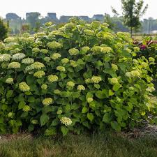 Attēlu rezultāti vaicājumam “Hydrangea arborescens subsp. discolor flower”