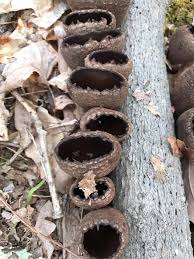 Attēlu rezultāti vaicājumam “Craterium sp.”