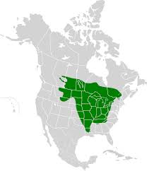 Image result for Sander canadensis