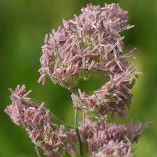 Attēlu rezultāti vaicājumam “Dactylis glomerata subsp. glomerata”