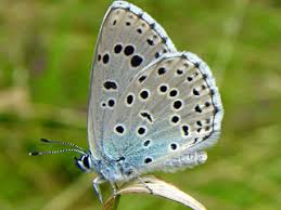 Attēlu rezultāti vaicājumam “Phengaris arion upperside”