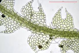 Attēlu rezultāti vaicājumam “Cephalozia connivens”