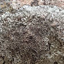 Attēlu rezultāti vaicājumam “Reticularia lobata spores”