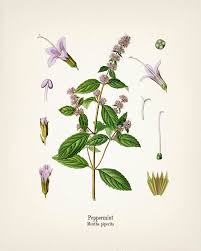 Image result for Menta x piperita