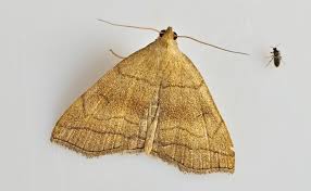 Attēlu rezultāti vaicājumam “Zanclognatha tarsipennalis”