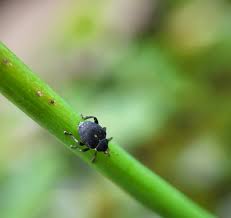 Attēlu rezultāti vaicājumam “Mononychus punctumalbum”