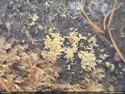 Attēlu rezultāti vaicājumam “Hemitrichia sordivesiculosa”