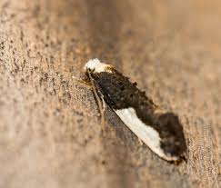 Attēlu rezultāti vaicājumam “Monopis monachella”