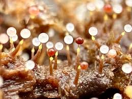 Attēlu rezultāti vaicājumam “Clastoderma debaryanum macro”