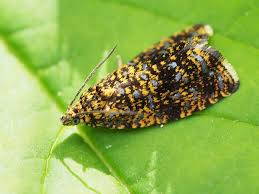 Attēlu rezultāti vaicājumam “Celypha siderana”