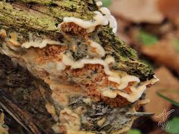 Attēlu rezultāti vaicājumam “Leucogyrophana sororia”