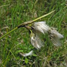 Attēlu rezultāti vaicājumam “Eriophorum latifolium”