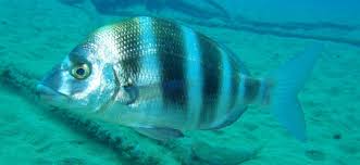 Image result for Diplodus cervinus