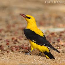 Attēlu rezultāti vaicājumam “Oriolus oriolus”