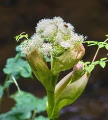 Attēlu rezultāti vaicājumam “Angelica sylvestris fruit”