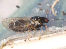 Attēlu rezultāti vaicājumam “Trioza dispar”