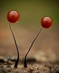 Attēlu rezultāti vaicājumam “Comatricha fragilis”