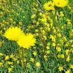 Attēlu rezultāti vaicājumam “Hypochaeris maculata leaf”