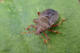 Attēlu rezultāti vaicājumam “Picromerus bidens”