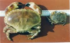 Image result for Cancer pagurus