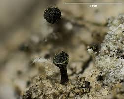 Attēlu rezultāti vaicājumam “Calicium adspersum”