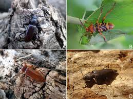 Attēlu rezultāti vaicājumam “Paracorymbia maculicornis imago”