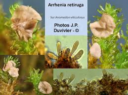 Attēlu rezultāti vaicājumam “Arrhenia retiruga”