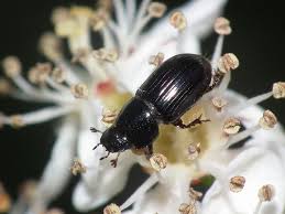 Attēlu rezultāti vaicājumam “Aphodius sp.”