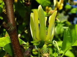 Attēlu rezultāti vaicājumam “Magnolia acuminata fruit”