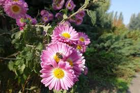 Image result for Chrysanthemum spectabile