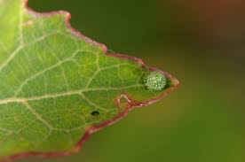 Attēlu rezultāti vaicājumam “Limenitis populi upperside”