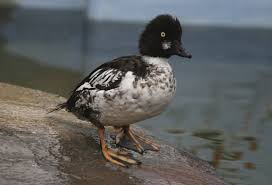 Attēlu rezultāti vaicājumam “Bucephala clangula juvenile”