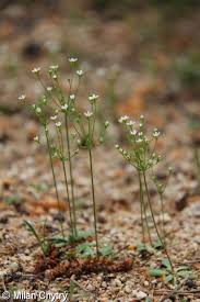 Attēlu rezultāti vaicājumam “Androsace septentrionalis”
