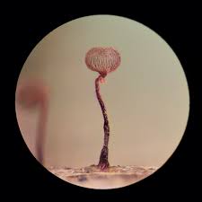 Attēlu rezultāti vaicājumam “Cribraria cancellata”